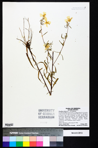 Oenothera fruticosa subsp. fruticosa image