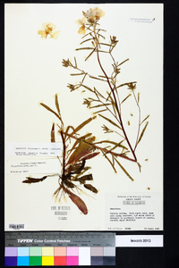 Oenothera fruticosa subsp. fruticosa image