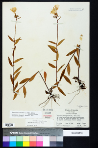 Oenothera fruticosa subsp. glauca image