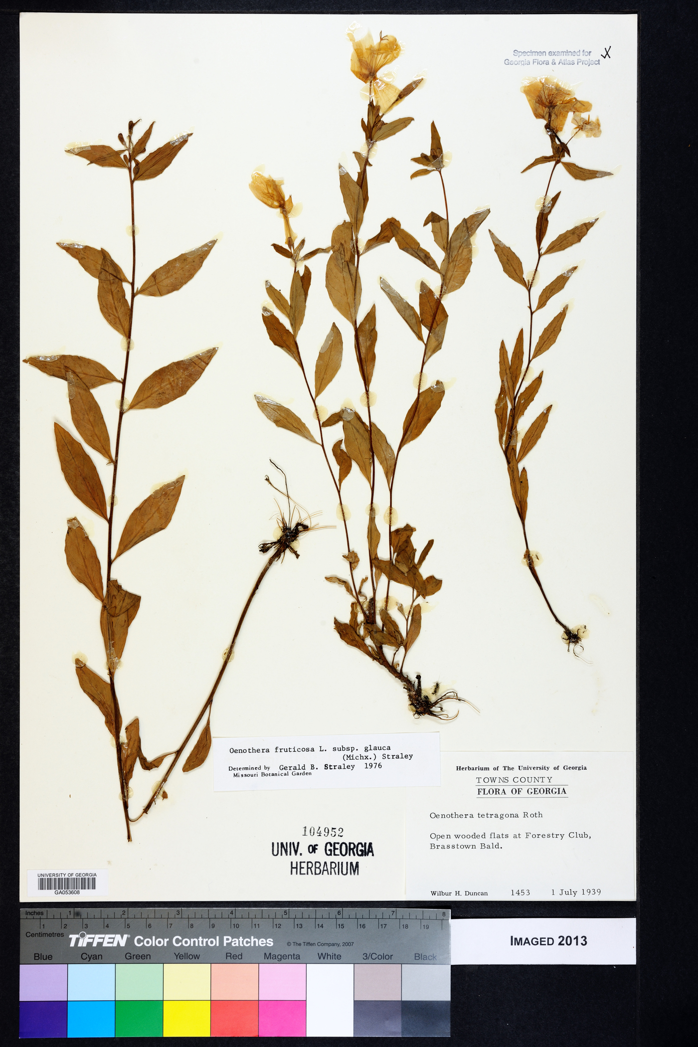 Oenothera fruticosa subsp. glauca image