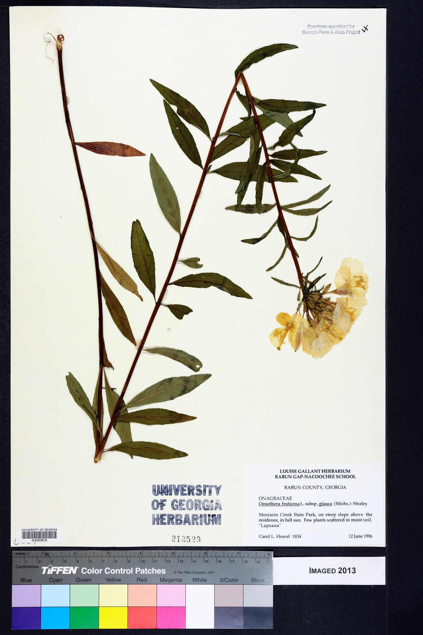 Oenothera fruticosa subsp. glauca image