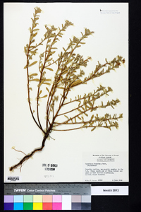 Oenothera humifusa image