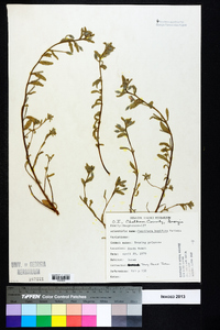 Oenothera humifusa image