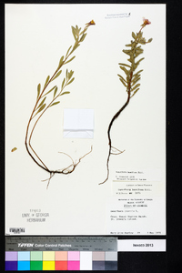 Oenothera humifusa image