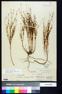 Oenothera linifolia image