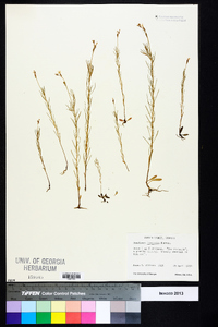 Oenothera linifolia image