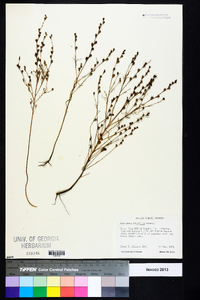 Oenothera linifolia image