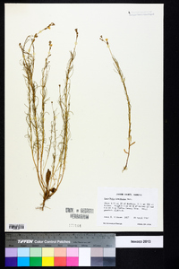 Oenothera linifolia image