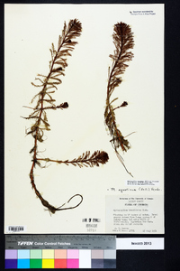 Myriophyllum aquaticum image