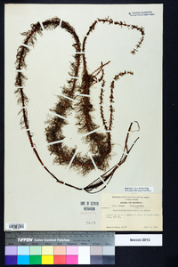 Myriophyllum heterophyllum image