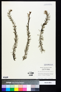 Myriophyllum pinnatum image