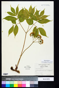 Aralia nudicaulis image