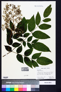 Aralia spinosa image