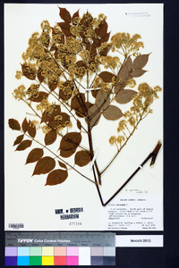 Aralia spinosa image