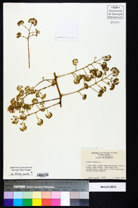 Aralia spinosa image