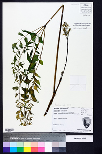 Aralia spinosa image