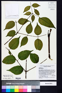 Aralia spinosa image