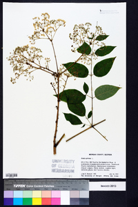 Aralia spinosa image