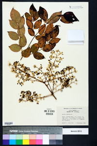 Aralia spinosa image