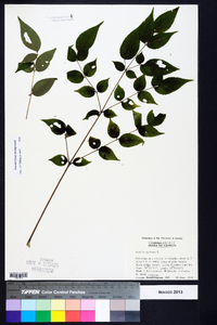 Aralia spinosa image