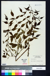 Aralia spinosa image