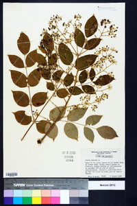 Aralia spinosa image