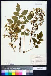 Aralia spinosa image