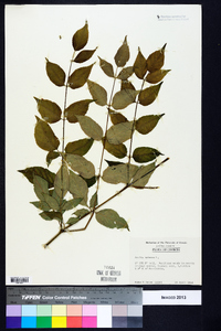 Aralia spinosa image