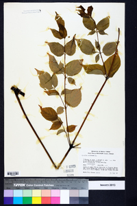 Aralia spinosa image