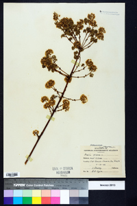 Aralia spinosa image