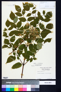 Aralia spinosa image