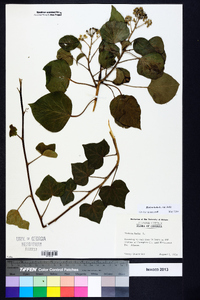 Hedera helix image