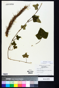 Hedera helix image