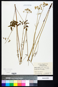 Angelica dentata image