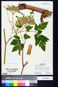 Angelica triquinata image