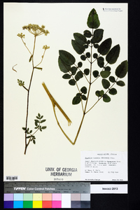 Angelica venenosa image