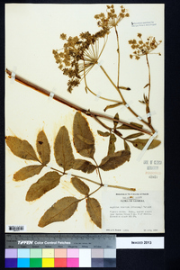 Angelica venenosa image