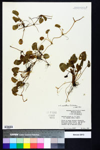 Centella asiatica image