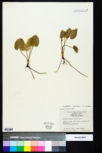 Centella asiatica image