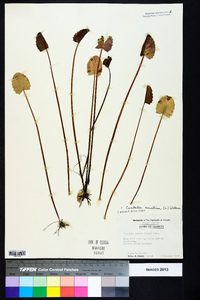 Centella asiatica image