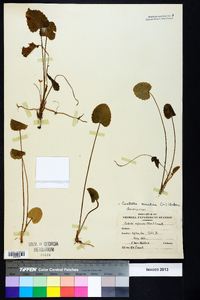 Centella asiatica image