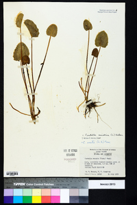 Centella asiatica image