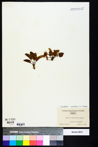 Centella asiatica image