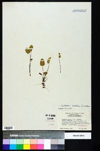 Centella asiatica image