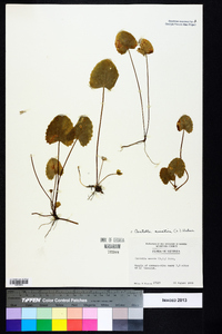 Centella asiatica image