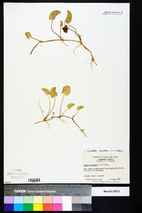 Centella asiatica image