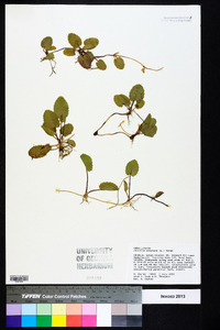 Centella asiatica image