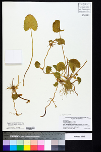 Centella asiatica image