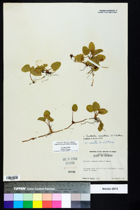 Centella asiatica image