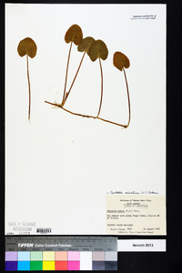 Centella asiatica image